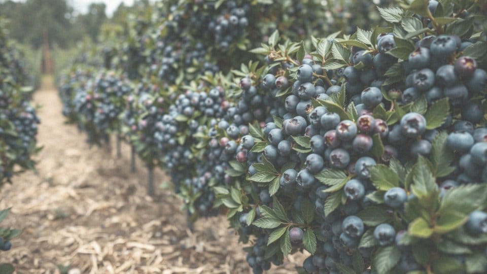 Jakie odmiany borówki amerykańskiej mogą owocować?