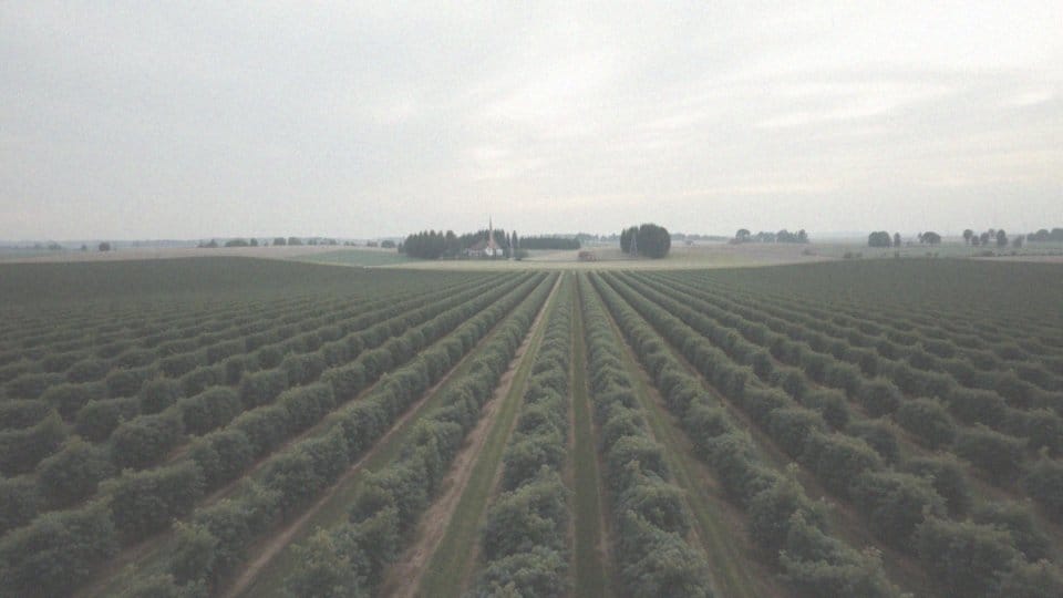 Jak wygląda koszt produkcji porzeczki czarnej z hektara?