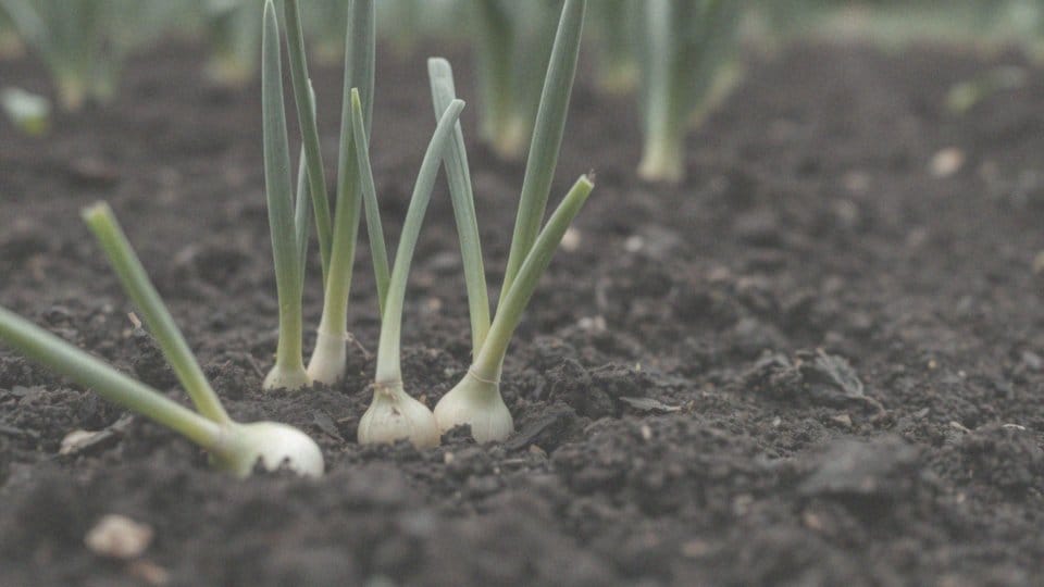 Co lubi cebula? Wymagania i pielęgnacja tej rośliny